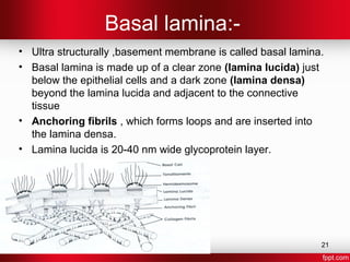 Gingiva in health and disease | PPT