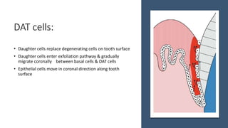 Gingiva in health and disease | PPTX