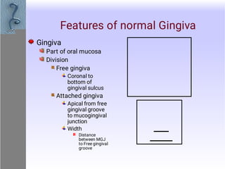 Normal Gingiva Gingival and Periodontal diseases periodontology | PDF