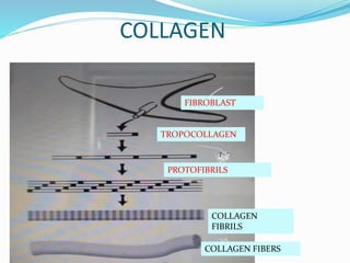 Colloblasts Example Gingival connective tissue.pptx