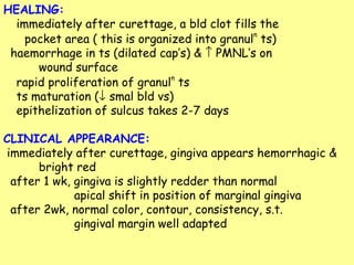 HEALING:    immediately after curettage, a bld clot fills the  pocket area ( this is organized into granul n  ts) haemorrhage in ts (dilated cap’s) &    PMNL’s on  wound surface    rapid proliferation of granul n  ts    ts maturation (   smal bld vs)    epithelization of sulcus takes 2-7 days CLINICAL APPEARANCE: immediately after curettage, gingiva appears hemorrhagic &  bright red after 1 wk, gingiva is slightly redder than normal   apical shift in position of marginal gingiva after 2wk, normal color, contour, consistency, s.t.  gingival margin well adapted 