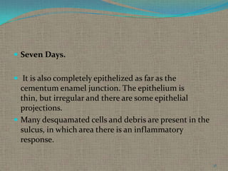  Seven Days.
 It is also completely epithelized as far as the

cementum enamel junction. The epithelium is
thin, but irregular and there are some epithelial
projections.
 Many desquamated cells and debris are present in the
sulcus, in which area there is an inflammatory
response.
37

 
