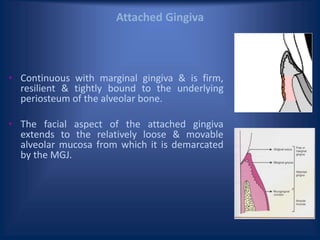 Attached Gingiva
• Continuous with marginal gingiva & is firm,
resilient & tightly bound to the underlying
periosteum of the alveolar bone.
• The facial aspect of the attached gingiva
extends to the relatively loose & movable
alveolar mucosa from which it is demarcated
by the MGJ.
 