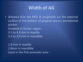 Width of AG
• distance b/w the MGJ & projection on the external
surface of the bottom of gingival sulcus/ periodontal
pocket.
• Greatest in incisor region :
3.5 to 4.5 mm in maxilla
3.3 to 3.9 mm in mandible
• 1.9 mm in maxilla
1.8mm in mandible
Least in the first premolar area :
 