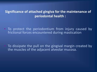 Significance of attached gingiva for the maintenance of
periodontal health :
• To protect the periodontium from injury caused by
frictional forces encountered during mastication
• To dissipate the pull on the gingival margin created by
the muscles of the adjacent alveolar mucosa.
 