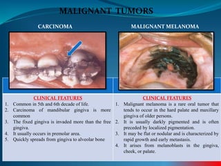 MALIGNANT TUMORS
CLINICAL FEATURES
1. Common in 5th and 6th decade of life.
2. Carcinoma of mandibular gingiva is more
common
3. The fixed gingiva is invaded more than the free
gingiva.
4. It usually occurs in premolar area.
5. Quickly spreads from gingiva to alveolar bone
CLINICAL FEATURES
1. Malignant melanoma is a rare oral tumor that
tends to occur in the hard palate and maxillary
gingiva of older persons.
2. It is usually darkly pigmented and is often
preceded by localized pigmentation.
3. It may be flat or nodular and is characterized by
rapid growth and early metastasis.
4. It arises from melanoblasts in the gingiva,
cheek, or palate.
CARCINOMA MALIGNANT MELANOMA
 