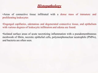 Histopathology
infiltrated with a dense mass of immature and
•Areas of connective tissue
proliferating leukocytes
•Engorged capillaries, edematous and degenerated connective tissue, and epithelium
with various degrees of leukocytic infiltration and edema are found.
•Isolated surface areas of acute necrotizing inflammation with a pseudomembranous
meshwork of fibrin, necrotic epithelial cells, polymorphonuclear neutrophils (PMNs),
and bacteria are often seen.
 