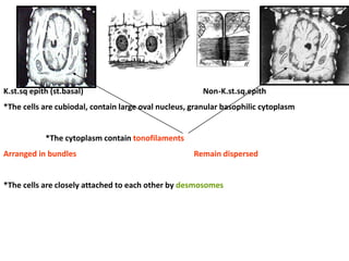 K.st.sq epith (st.basal) Non-K.st.sq.epith
*The cells are cubiodal, contain large oval nucleus, granular basophilic cytoplasm
*The cytoplasm contain tonofilaments
Arranged in bundles Remain dispersed
*The cells are closely attached to each other by desmosomes
 