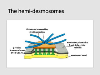 The hemi-desmosomes
 