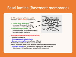 Basal lamina (Basement membrane)
By EM junction of epithelium and C.T
described as Basal lamina : consistes of
1) Lamina densa (20-120nm)
consists of glycoprotein (laminin)
material run parallel to basal cells
2) Lamina lucida (20-40nm)
Appearently clear zone present between
lamina densa and basal cells
A subepithelial fibers termed (Reticular lamina)
Consists of a system of:
1) Fine argyrophilic reticular fibers
2) special anchoring fibers (small loops of fibers)
Both inserted into lamina densa and reached the
plasma membrane of basal cells mostly in the region of hemidesmosomes
3) Collagen bundles run through loops of anchoring fibers and thus
interlocked with basal densa to form a flexible attachment
 