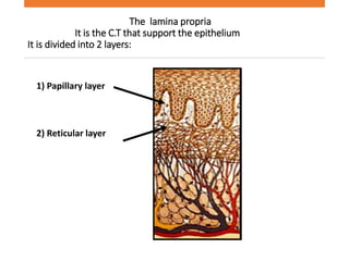 The lamina propria
It is the C.T that support the epithelium
It is divided into 2 layers:
1) Papillary layer
2) Reticular layer
 