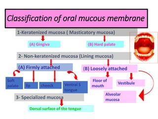 Classification of oral mucous membrane
1-Keratenized mucosa ( Masticatory mucosa)
(A) Gingiva (B) Hard palate
2- Non-keratenized mucosa (Lining mucosa)
(A) Firmly attached (B) Loosely attached
Soft
palate lip cheeck Ventral S
tongue
Floor of
mouth
Vestibule
Alveolar
mucosa
3- Specialized mucosa
Dorsal surface of the tongue
 