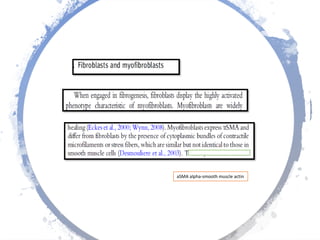 aSMA alpha-smooth muscle actin
 