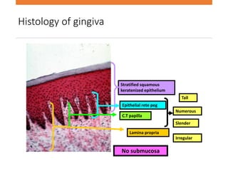 Histology of gingiva
Stratified squamous
keratenized epithelium
Lamina propria
Epithelial rete peg
C.T papilla
Tall
Numerous
Slender
Irregular
No submucosa
 