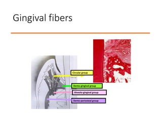 Gingival fibers
Dento-gingival group
Alveolo-gingival group
Circular group
Dento-periosteal group
 