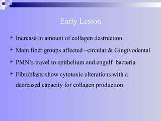 Early Lesion
 Increase in amount of collagen destruction
 Main fiber groups affected –circular & Gingivodental
 PMN’s travel to epithelium and engulf bacteria
 Fibroblasts show cytotoxic alterations with a
decreased capacity for collagen production
 