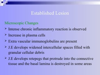 Established Lesion
Microscopic Changes
 Intense chronic inflammatory reaction is observed
 Increase in plasma cells
 Extra vascular immunoglobulins are present
 J.E develops widened intercellular spaces filled with
granular cellular debris
 J.E develops retepegs that protrude into the connective
tissue and the basal lamina is destroyed in some areas
 
