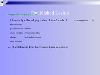 Established Lesion
Enzyme histometry studies
Chronically inflamed gingiva has elevated levels of Acid phosphatase β-
Glucoronidase
β-Galactosidase esterase
amino peptidase cytochrome oxidase
elastase lactic dehydrogenase
aryul sulfatase
all of which result from bacteria and tissue destruction
 