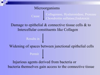 Microorganisms
Collagenase, Hyaluronidase, Protease
Chondroitin sulfatase,Endotoxin
Cause
Damage to epithelial & connective tissue cells & to
Intercellular constituents like Collagen
Results in
Widening of spaces between junctional epithelial cells
Permit
Injurious agents derived from bacteria or
bacteria themselves gain access to the connective tissue
 