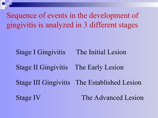 Sequence of events in the development of
gingivitis is analyzed in 3 different stages
Stage I Gingivitis The Initial Lesion
Stage II Gingivitis The Early Lesion
Stage III Gingivitis The Established Lesion
Stage IV The Advanced Lesion
 