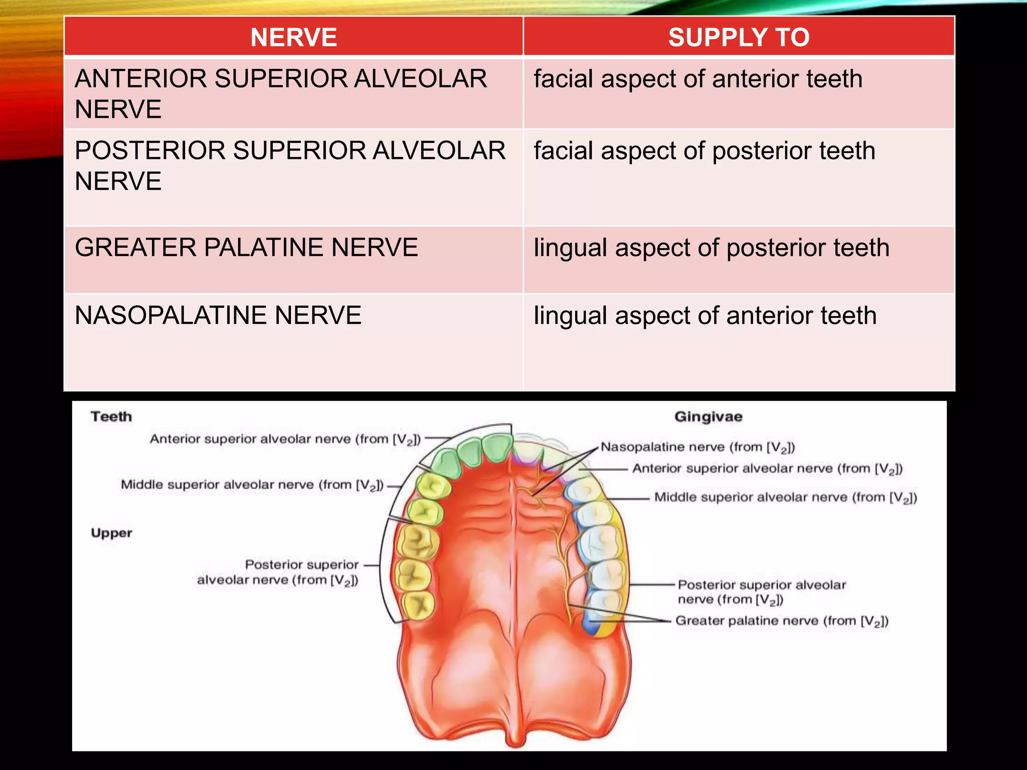 Gingiva and its diseases | PPTX