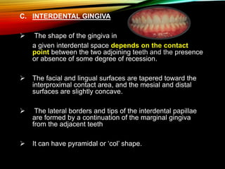 C. INTERDENTAL GINGIVA
 The shape of the gingiva in
a given interdental space depends on the contact
point between the two adjoining teeth and the presence
or absence of some degree of recession.
 The facial and lingual surfaces are tapered toward the
interproximal contact area, and the mesial and distal
surfaces are slightly concave.
 The lateral borders and tips of the interdental papillae
are formed by a continuation of the marginal gingiva
from the adjacent teeth
 It can have pyramidal or ‘col’ shape.
 