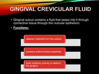 • Gingival sulcus contains a fluid that seeps into it through
connective tissue through thin sulcular epithelium.
• Functions-
cleanse material from the sulcus
possess antimicrobial properties
exert antibody activity to defend
the gingiva
 