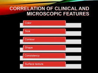 Color
Size
Contour
Shape
Consistency
Surface texture
 
