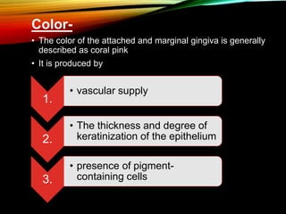Color-
• The color of the attached and marginal gingiva is generally
described as coral pink
• It is produced by
1.
• vascular supply
2.
• The thickness and degree of
keratinization of the epithelium
3.
• presence of pigment-
containing cells
 