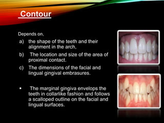 Contour
Depends on,
a) the shape of the teeth and their
alignment in the arch,
b) The location and size of the area of
proximal contact.
c) The dimensions of the facial and
lingual gingival embrasures.
 The marginal gingiva envelops the
teeth in collarlike fashion and follows
a scalloped outline on the facial and
lingual surfaces.
 