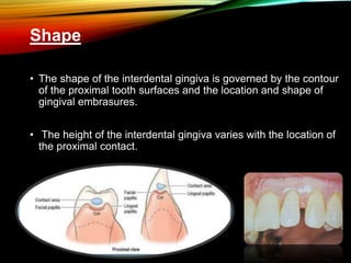 Shape
• The shape of the interdental gingiva is governed by the contour
of the proximal tooth surfaces and the location and shape of
gingival embrasures.
• The height of the interdental gingiva varies with the location of
the proximal contact.
 