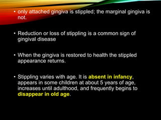 • only attached gingiva is stippled; the marginal gingiva is
not.
• Reduction or loss of stippling is a common sign of
gingival disease
• When the gingiva is restored to health the stippled
appearance returns.
• Stippling varies with age. It is absent in infancy,
appears in some children at about 5 years of age,
increases until adulthood, and frequently begins to
disappear in old age.
 