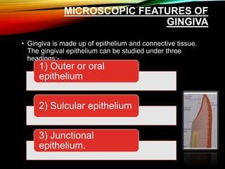 MICROSCOPIC FEATURES OF
GINGIVA
• Gingiva is made up of epithelium and connective tissue.
The gingival epithelium can be studied under three
headings:-
1) Outer or oral
epithelium
2) Sulcular epithelium
3) Junctional
epithelium.
 