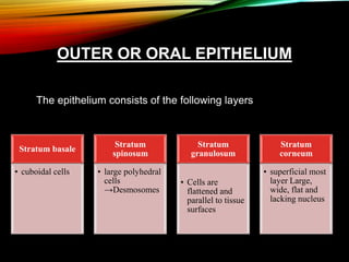OUTER OR ORAL EPITHELIUM
The epithelium consists of the following layers
Stratum basale
• cuboidal cells
Stratum
spinosum
• large polyhedral
cells
→Desmosomes
Stratum
granulosum
• Cells are
flattened and
parallel to tissue
surfaces
Stratum
corneum
• superficial most
layer Large,
wide, flat and
lacking nucleus
 