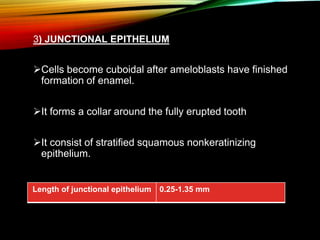 3) JUNCTIONAL EPITHELIUM
Cells become cuboidal after ameloblasts have finished
formation of enamel.
It forms a collar around the fully erupted tooth
It consist of stratified squamous nonkeratinizing
epithelium.
Length of junctional epithelium 0.25-1.35 mm
 