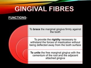 FUNCTIONS-
To brace the marginal gingiva firmly against
the tooth
To provide the rigidity necessary to
withstand the forces of mastication without
being deflected away from the tooth surface
To unite the free marginal gingiva with the
cementum of the root and the adjacent
attached gingiva
 