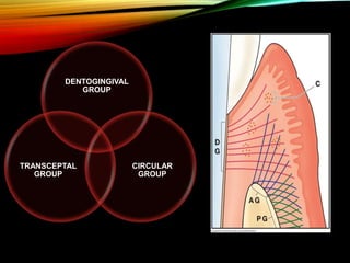 DENTOGINGIVAL
GROUP
CIRCULAR
GROUP
TRANSCEPTAL
GROUP
 