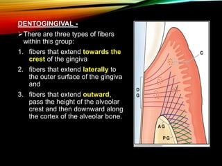 DENTOGINGIVAL -
There are three types of fibers
within this group:
1. fibers that extend towards the
crest of the gingiva
2. fibers that extend laterally to
the outer surface of the gingiva
and
3. fibers that extend outward,
pass the height of the alveolar
crest and then downward along
the cortex of the alveolar bone.
 
