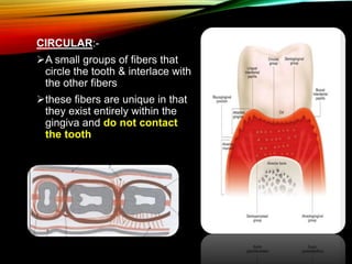 CIRCULAR:-
A small groups of fibers that
circle the tooth & interlace with
the other fibers
these fibers are unique in that
they exist entirely within the
gingiva and do not contact
the tooth
 