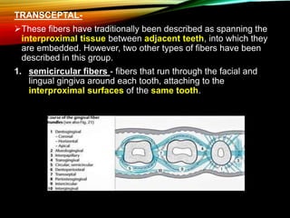 TRANSCEPTAL-
These fibers have traditionally been described as spanning the
interproximal tissue between adjacent teeth, into which they
are embedded. However, two other types of fibers have been
described in this group.
1. semicircular fibers - fibers that run through the facial and
lingual gingiva around each tooth, attaching to the
interproximal surfaces of the same tooth.
 