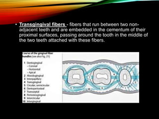 • Transgingival fibers - fibers that run between two non-
adjacent teeth and are embedded in the cementum of their
proximal surfaces, passing around the tooth in the middle of
the two teeth attached with these fibers.
 