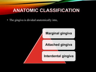 • The gingiva is divided anatomically into,
Marginal gingiva
Attached gingiva
Interdental gingiva
 