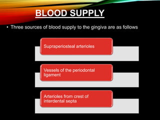 BLOOD SUPPLY
• Three sources of blood supply to the gingiva are as follows
Supraperiosteal arterioles
Vessels of the periodontal
ligament
Arterioles from crest of
interdental septa
 