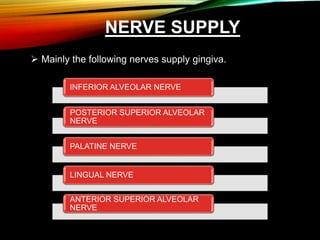 NERVE SUPPLY
 Mainly the following nerves supply gingiva.
INFERIOR ALVEOLAR NERVE
POSTERIOR SUPERIOR ALVEOLAR
NERVE
PALATINE NERVE
LINGUAL NERVE
ANTERIOR SUPERIOR ALVEOLAR
NERVE
 