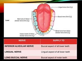 NERVE SUPPLY TO
INFERIOR ALVEOLAR NERVE Buccal aspect of all lower teeth
LINGUAL NERVE Lingual aspect of all lower teeth
LONG BUCCAL NERVE Buccal aspect of molar teeth
 