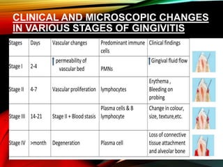 CLINICAL AND MICROSCOPIC CHANGES
IN VARIOUS STAGES OF GINGIVITIS
 