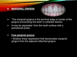 A. MARGINAL GINGIVA
 The marginal gingiva is the terminal edge or border of the
gingiva surrounding the teeth in collarlike fashion.
 It may be separated from the tooth surface with a
periodontal probe
 Free gingival groove
• Shallow linear depression that demarcates marginal
gingiva from the adjacent attached gingiva
 