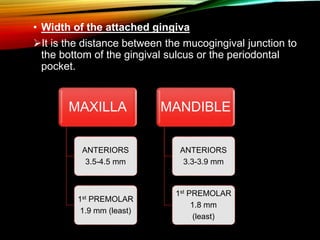 • Width of the attached gingiva
It is the distance between the mucogingival junction to
the bottom of the gingival sulcus or the periodontal
pocket.
MAXILLA
ANTERIORS
3.5-4.5 mm
1st PREMOLAR
1.9 mm (least)
MANDIBLE
ANTERIORS
3.3-3.9 mm
1st PREMOLAR
1.8 mm
(least)
 