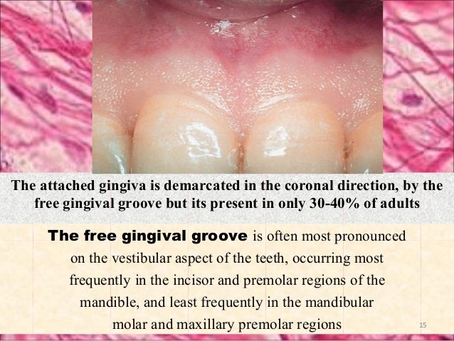 Gingiva Seminar Final First October 2015
