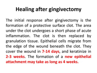 Healing after gingivectomy
The initial response after gingivectomy is the
formation of a protective surface clot. The area
under the clot undergoes a short phase of acute
inflammation. The clot is then replaced by
granulation tissue. Epithelial cells migrate from
the edge of the wound beneath the clot. They
cover the wound in 7-14 days, and keratinize in
2-3 weeks. The formation of a new epithelial
attachment may take as long as 4 weeks.
 